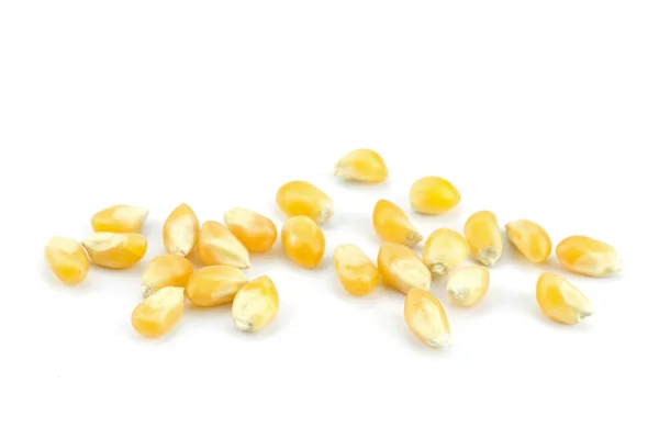 Yellow grain corn — Stock Photo, Image