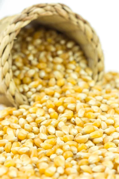 黄粒玉米 — 图库照片
