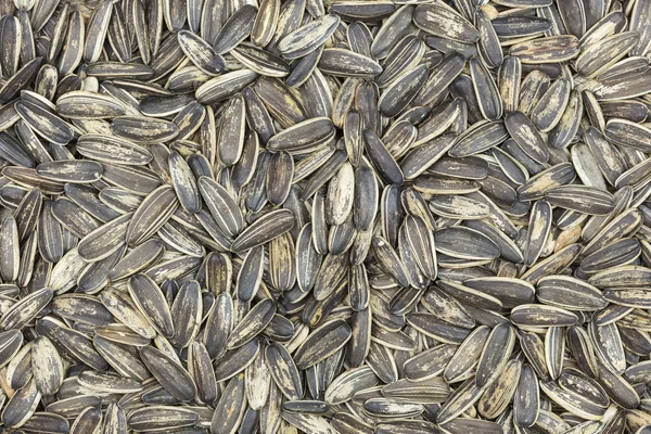 Black Sunflower seeds — Stock Photo, Image