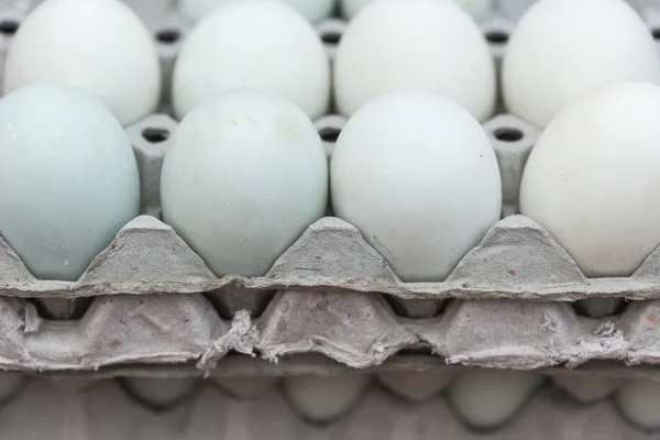 卵的托盘中鸭 — 图库照片