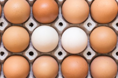 yumurta kağıt tepsisi