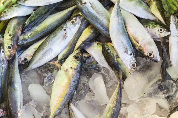 Fresh fish in basket — Stock Photo, Image