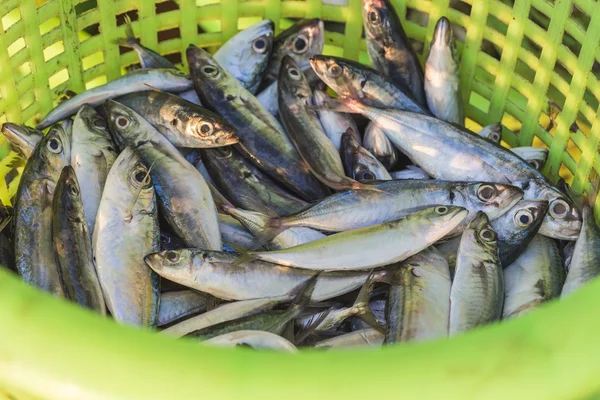 Fresh fish in basket — Stock Photo, Image