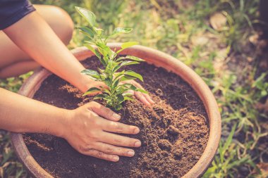 Ihlamur ağacı üzerinde toprak holding eller