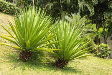 绿色龙舌兰植物