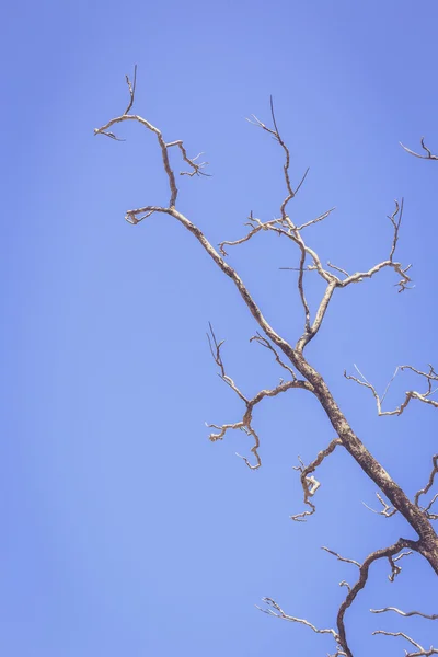 Rama seca del árbol — Foto de Stock