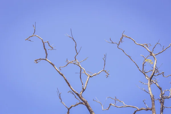 Rama seca del árbol — Foto de Stock