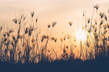 Gündoğumu zaman çimen çiçekler