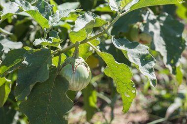 Ağaç üzerinde yeşil patlıcan