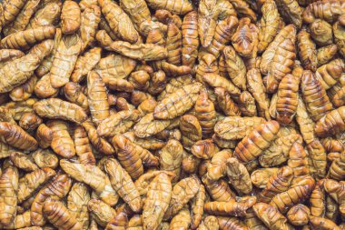 Silkworms pupaes desen