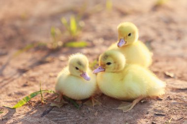 Yerdeki küçük ördek yavrusu