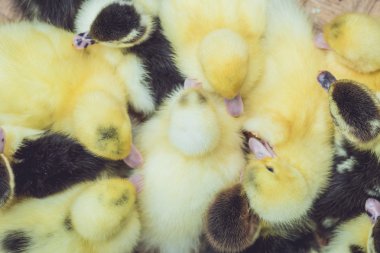 Grup küçük ördek yavrusu