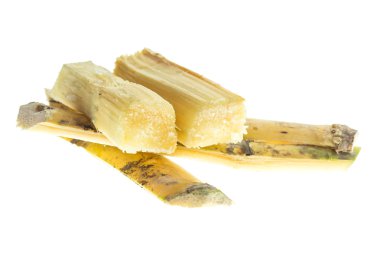 Taze sulu şeker kamışı