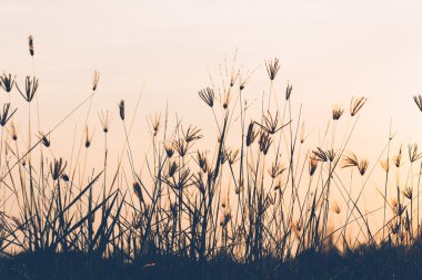 Gündoğumu zaman çimen çiçekler