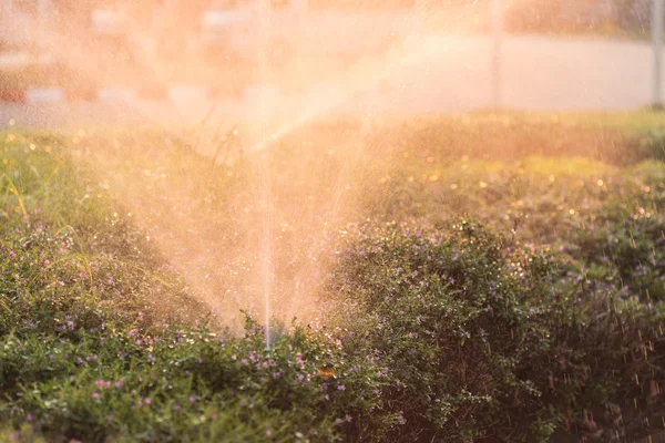 Sprinkler and watering in garden — Stock Photo, Image