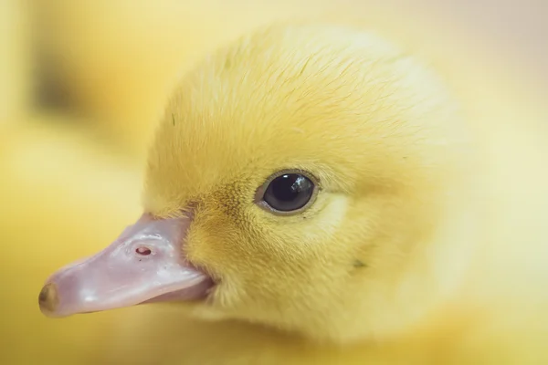 Küçük ördek yavrusu başkanı — Stok fotoğraf