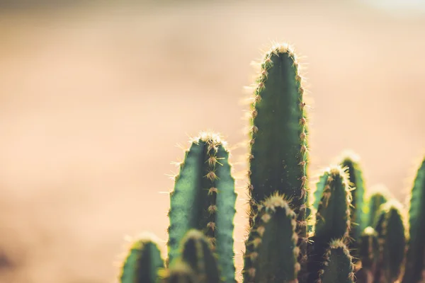 Groene cactus in de tuin — Stockfoto