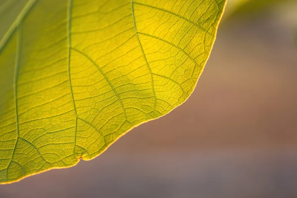 Ağaç yaprak dokusu — Stok fotoğraf