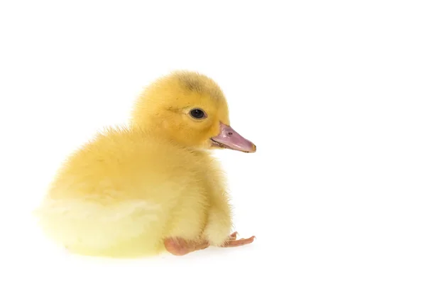 Sevimli küçük ördek yavrusu — Stok fotoğraf
