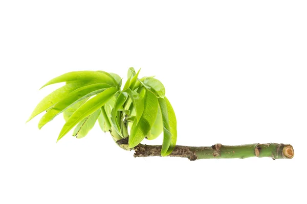 Trädgren med grönt blad — Stockfoto