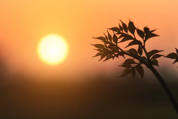 Jeune plante avec coucher de soleil — Photo