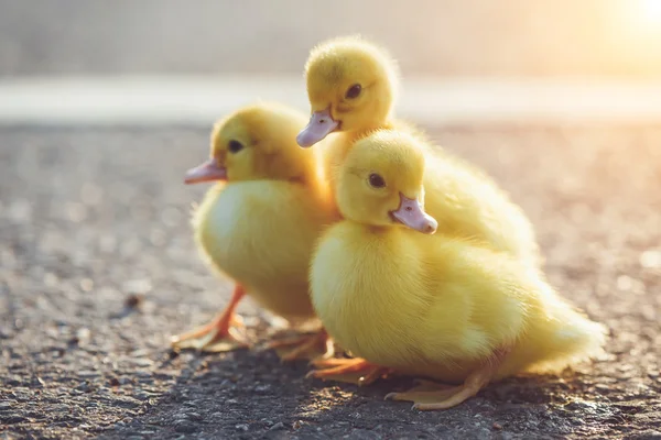 Piccoli anatroccoli su strada asfaltata — Foto Stock