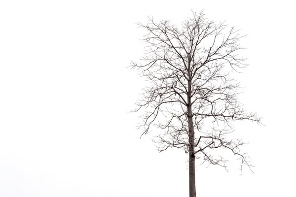 Árbol muerto sin hojas — Foto de Stock