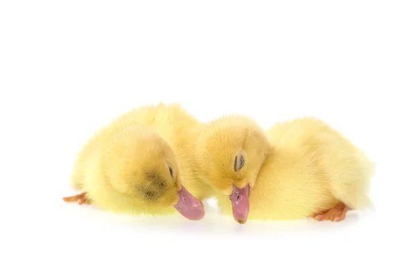 Cute small ducklings — Stock Photo, Image