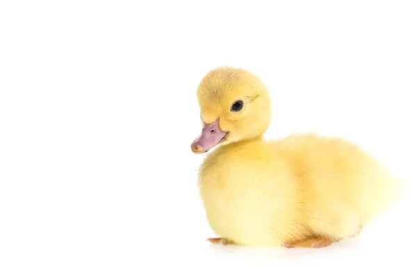 Cute small duckling — Stock Photo, Image