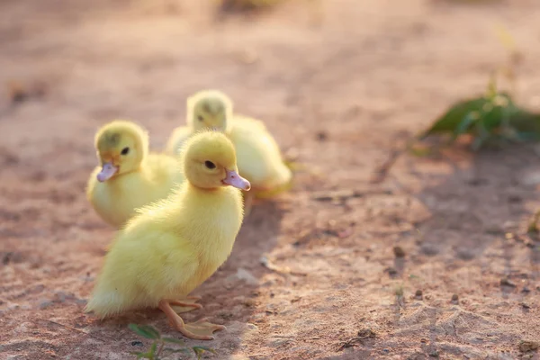 Kleine Entchen auf dem Boden — Stockfoto