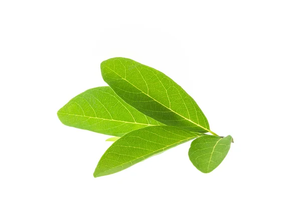 Φύλλα πράσινο δέντρο — Φωτογραφία Αρχείου