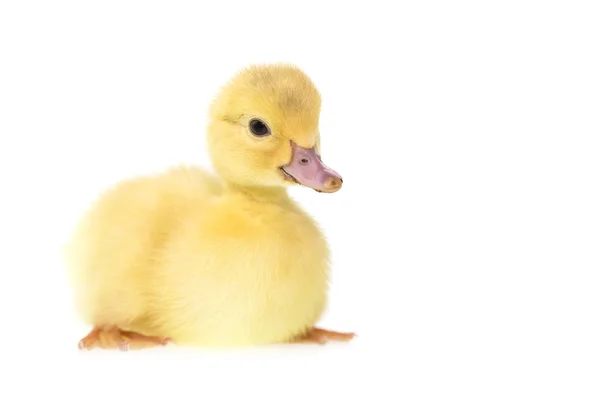 Cute small duckling — Stock Photo, Image