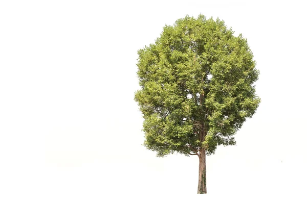 Albero Verde a nord-est — Foto Stock