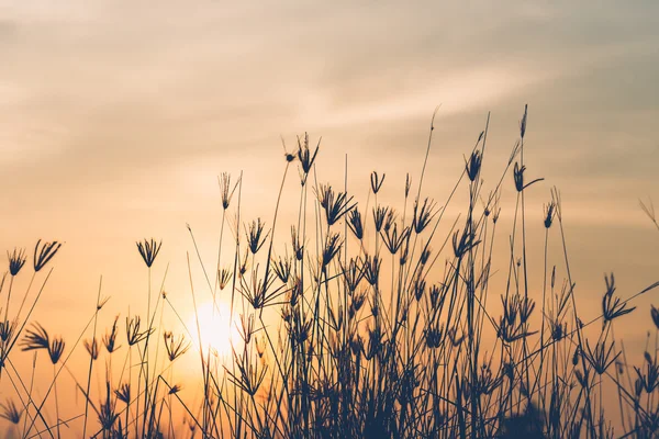 Flores de hierba en el amanecer — Foto de Stock