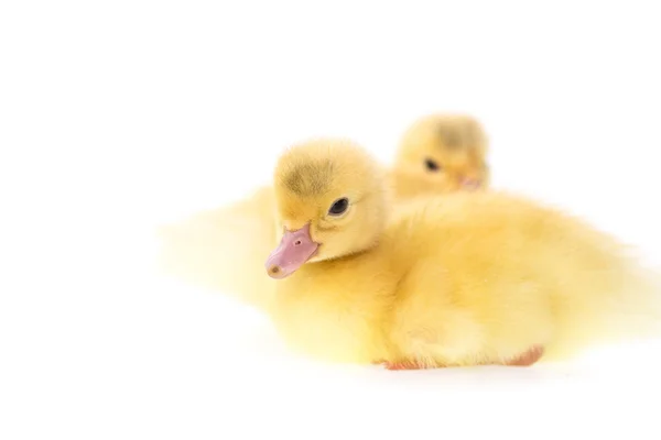 Cute small ducklings — Stock Photo, Image