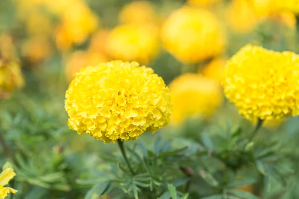 Marigold flowers in garden — Stock Photo, Image
