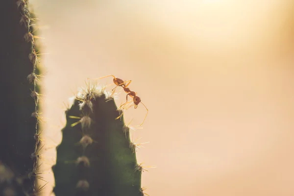 Rote Ameise auf Kaktus — Stockfoto