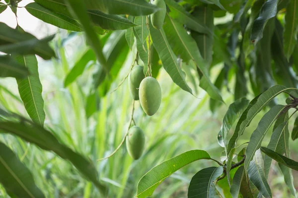 Green mango on tree — Stock Photo, Image