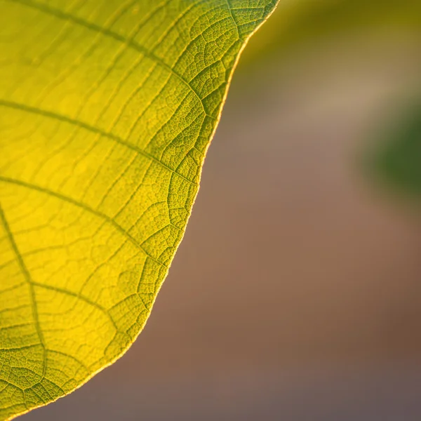 Textura da folha de árvore — Fotografia de Stock