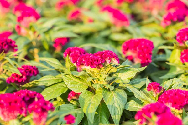 Cockscomb flower in garden — Stock Photo, Image