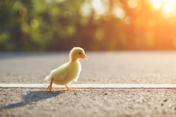 Pequeño patito en camino de asfalto — Foto de Stock