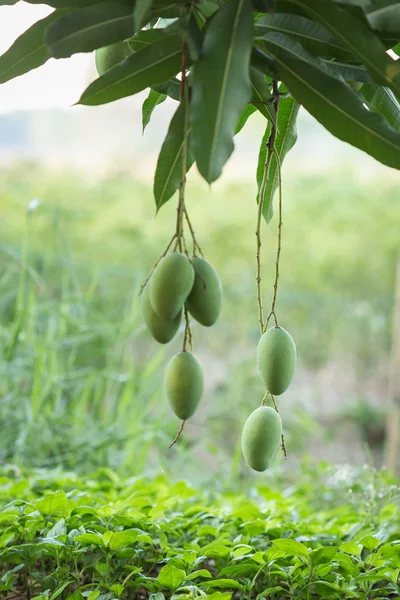 Zelené mango na stromě — Stock fotografie