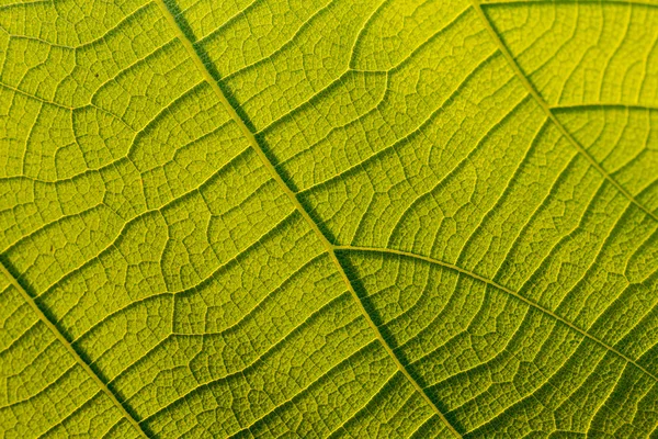 Textura da folha de árvore — Fotografia de Stock