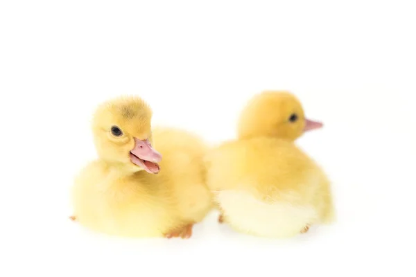 Cute small ducklings — Stock Photo, Image