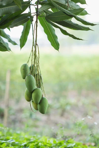 Mango verde sull'albero — Foto Stock