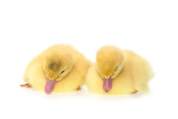 Cute small ducklings — Stock Photo, Image