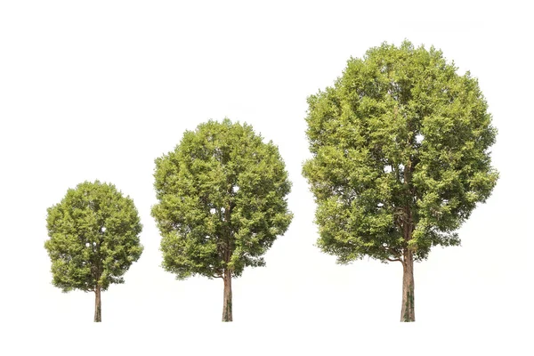 Зеленые деревья на северо-востоке — стоковое фото
