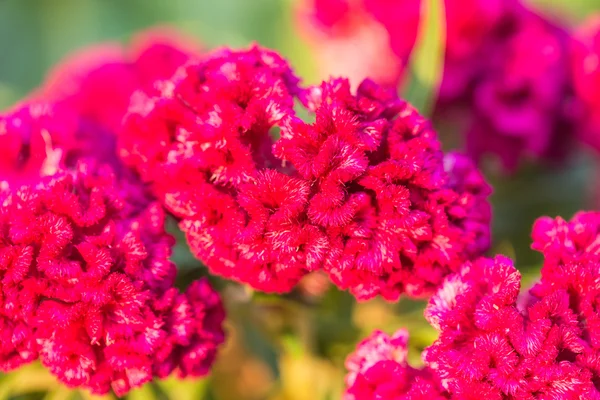 Cockscomb flower in garden — Stock Photo, Image