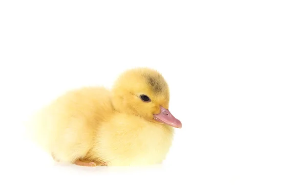 Cute small duckling — Stock Photo, Image