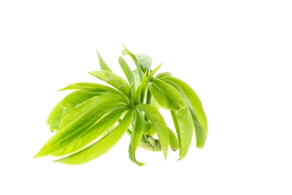 Tree branch with green leaf — Stock Photo, Image